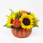 Harvest Traditions Pumpkin